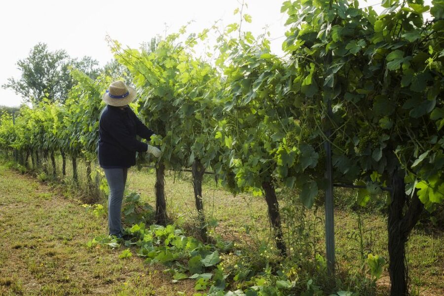 From Lisbon: Évora Wine & Heritage Tour - Should you book this tour?