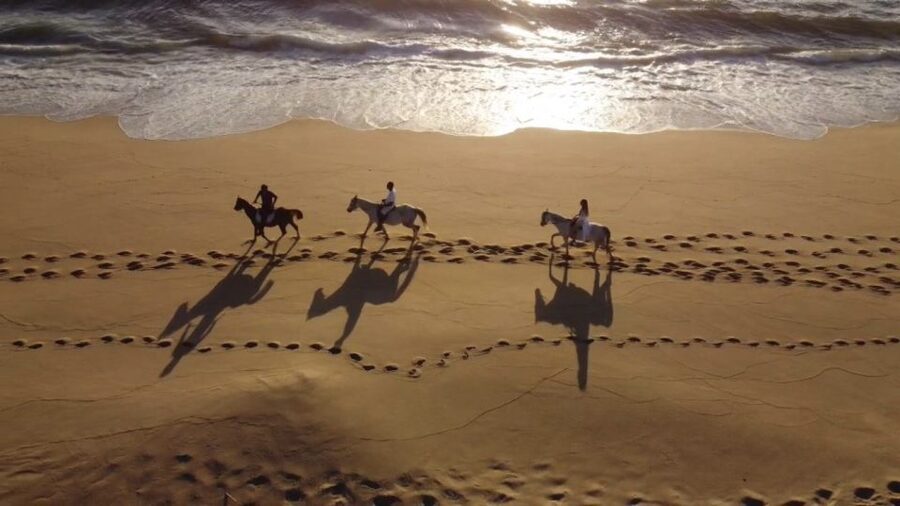 From Lisbon: Horseback Riding on Comporta Beach - Atlantic forest start: where you learn the rhythm without panicking