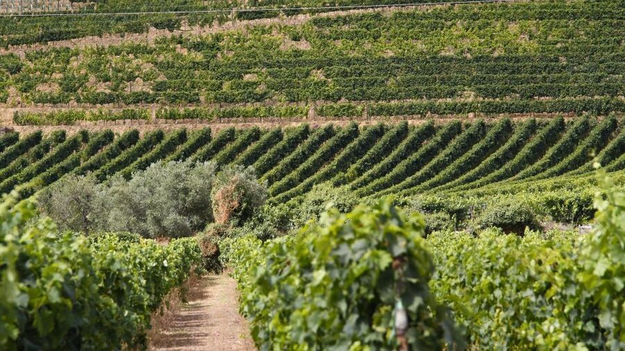 From Porto: 2 Wine Regions, Farm Lunch, and Boat Ride - The Pinhão boat cruise: what makes the rabelo ride special