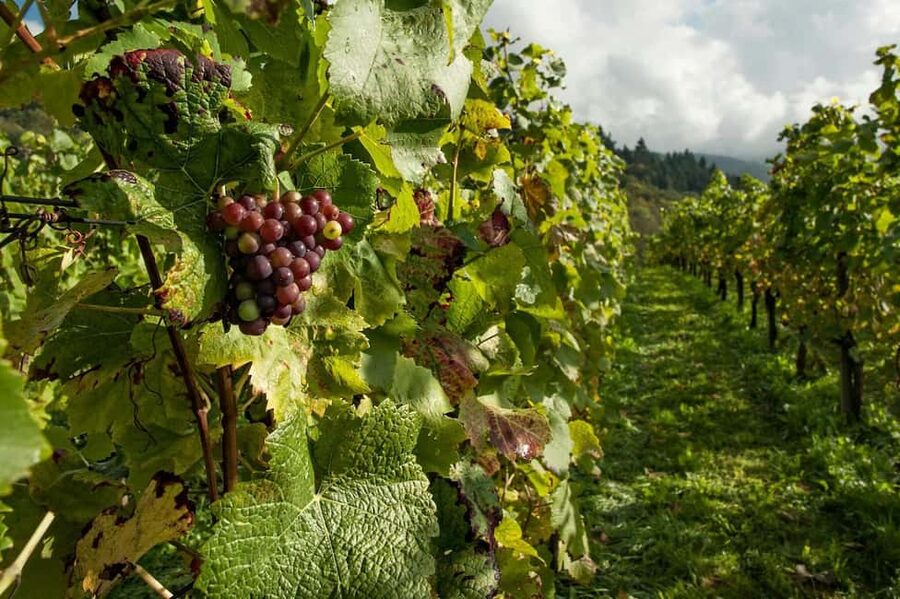 From Porto: 2 Wine Regions, Farm Lunch, and Boat Ride - The drive time between stops: when the guide makes or breaks the day