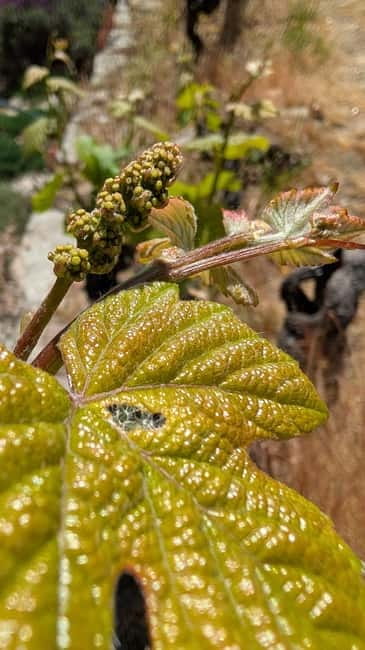 From Porto: 2 Wine Regions, Farm-to-Table Lunch & Boat - Vinho Verde Meets the Douro in One Long, Wine-Filled Day