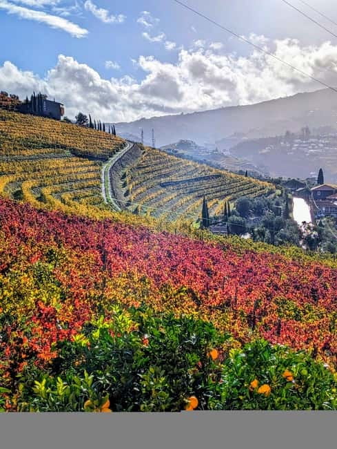 From Porto: 2 Wine Regions, Farm-to-Table Lunch & Boat - Douro Valley Pairings: Views on the Way and Wine With Context