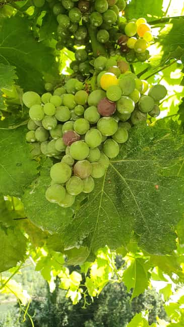 From Porto Day Douro Valley Wine Tour 2 Wine Tasting & Lunch - Value for $147: what you get for a full day in a small group