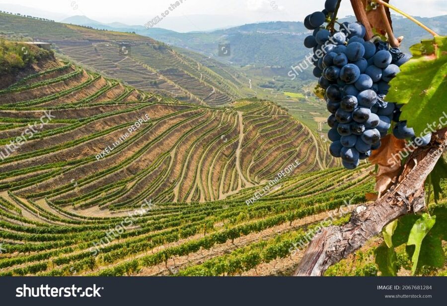 From Porto: Full-Day Douro Historical Tour - Back to Porto: the long ride home and how to make it easier