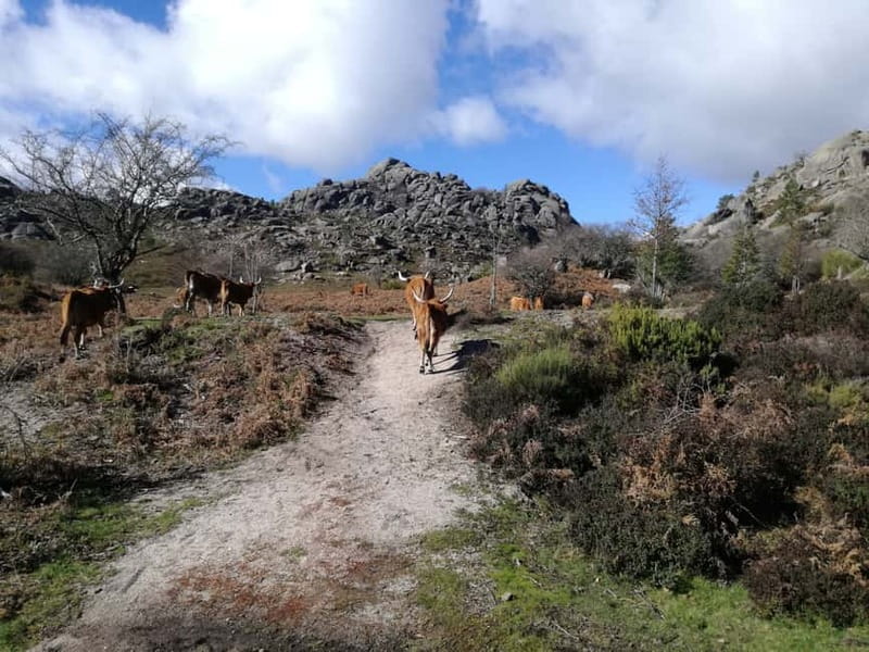 From Porto: Hike & Swim in Gerês National Park - The first 5 km: uneven trail, full sun, and smart pacing