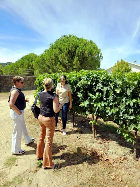 From Porto: Premium Douro Valley 4 Vineyards Tour with Lunch - Why This Douro Valley Day Feels Premium, Not Rushed
