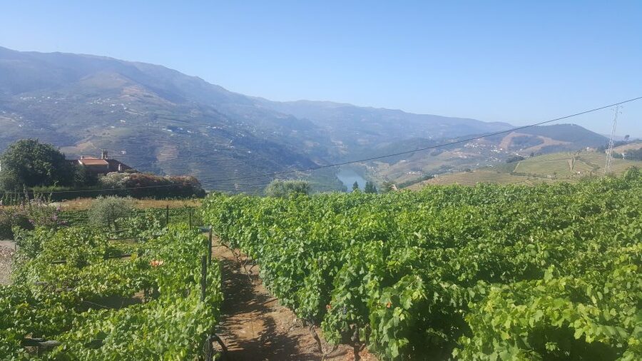 From Porto: Private Douro Valley Tour with Booking Service - Peso da Régua: Lunch, Guided Touring, and River-Route Views