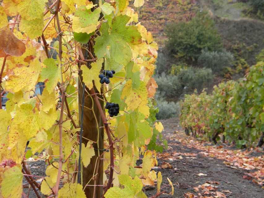 From Porto: Private Douro Valley Tour with Booking Service - How the Booking Service Makes Food and Wine Easier