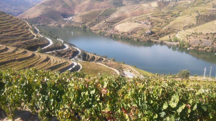 From Porto: Private Douro Valley Tour with Cruise and Wine - Who should book this Douro tour with cruise and wine