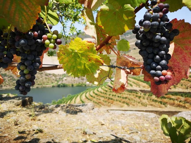 From Porto: Tastings at 2 Wineries, Chef's Lunch & Boat Tour - Lunch at the Family Estate: Farm-to-Table, Chef-Led, and Pairing Driven