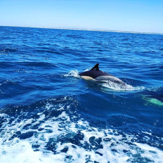 From Vilamoura: 2.5-Hour Benagil Cave and Dolphins Boat Tour - Key things to know before you go