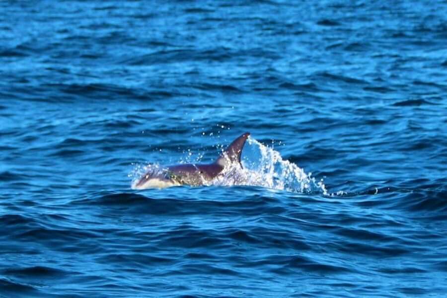 From Vilamoura: 2.5-Hour Benagil Cave and Dolphins Boat Tour - Guides, crew teamwork, and the value of clear on-water commentary