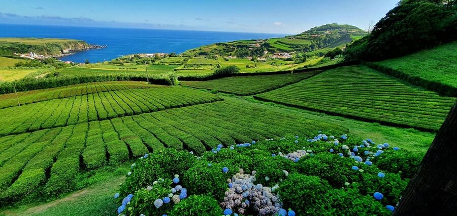 Full Day: Furnas, Tea Plantations & More With Lunch - The Guide Factor: Why Eric-Led Days Often Feel Personal