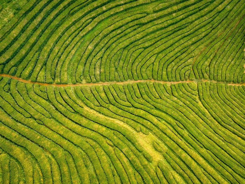 Full Day: Furnas, Tea Plantations & More With Lunch - Price and Value: Is $88 a Fair Deal?