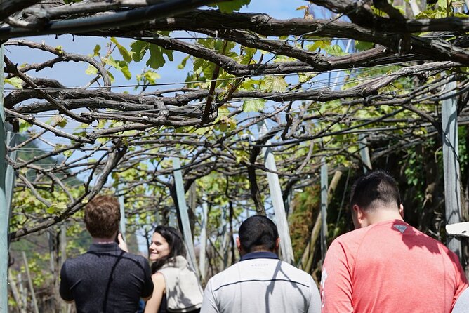 Full-Day Madeira Wine Tasting Tour with Lunch - The guide makes the difference: Roberto, Sofia, and Mónica