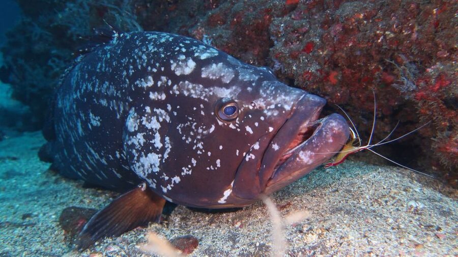 Funchal: Advanced Scuba Diving Afonso Cerqueira Wreck - Who this works best for (and who should skip it)