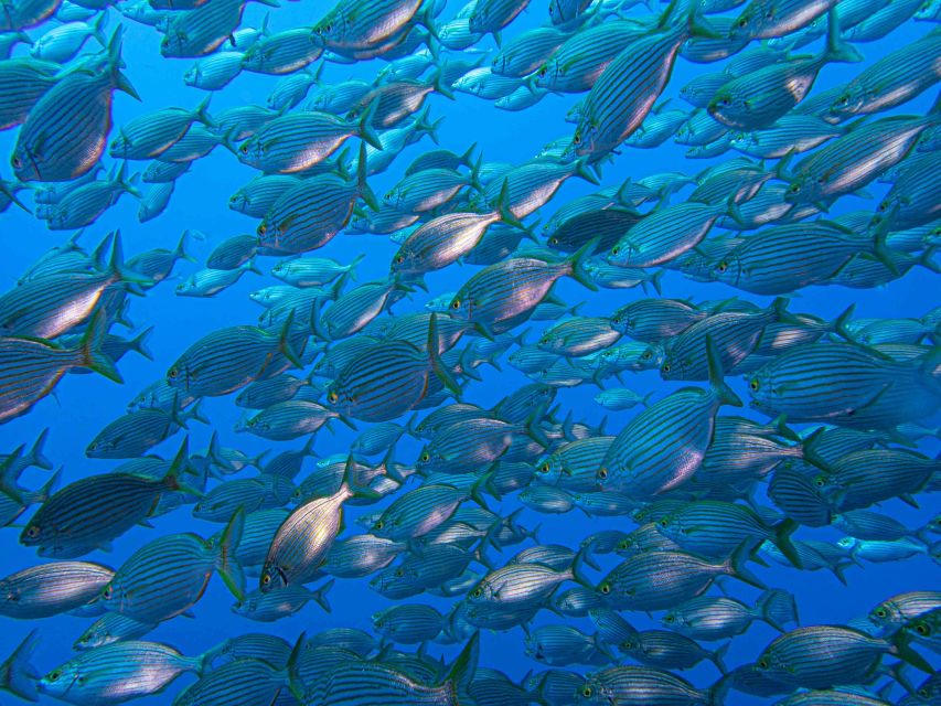 Funchal: Advanced Scuba Diving Afonso Cerqueira Wreck - Exploring inside the ship: engine room and cafeteria moments
