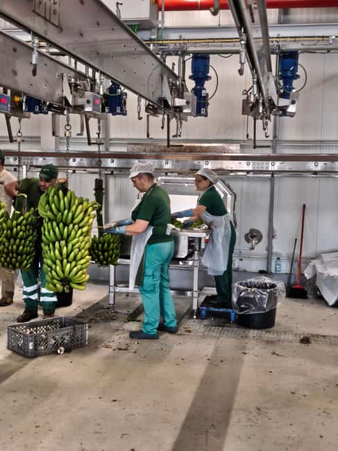 Funchal Agriculture Green Tour - Porto da Cruz rum factory: steam machines in a sugarcane region