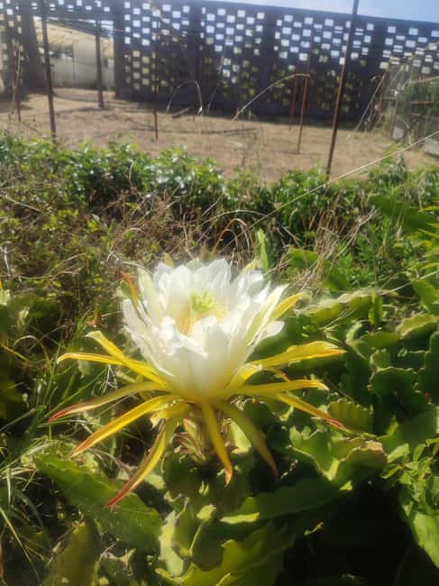 Funchal Agriculture Green Tour - What to bring, what to wear, and how to pace yourself