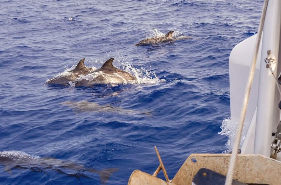 Funchal Bay: Dolphin & Whale Watch Luxury Catamaran Cruise - The secret stop and marine life viewing, how the guide time works