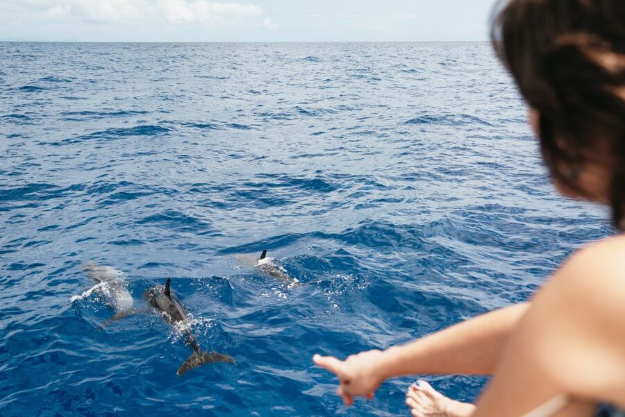 Funchal Bay: Dolphin & Whale Watch Luxury Catamaran Cruise - Cabo Girão swim and snorkeling: the high-cliff highlight