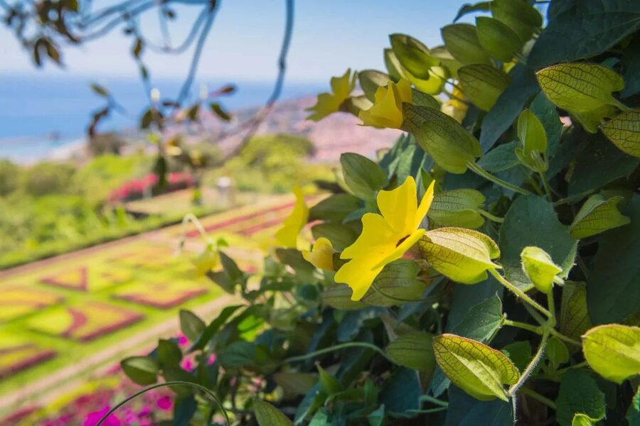 Funchal: Botanical Garden and Old Town Private Tuk-Tuk Tour - Price and what $94 covers for a short 2-hour loop