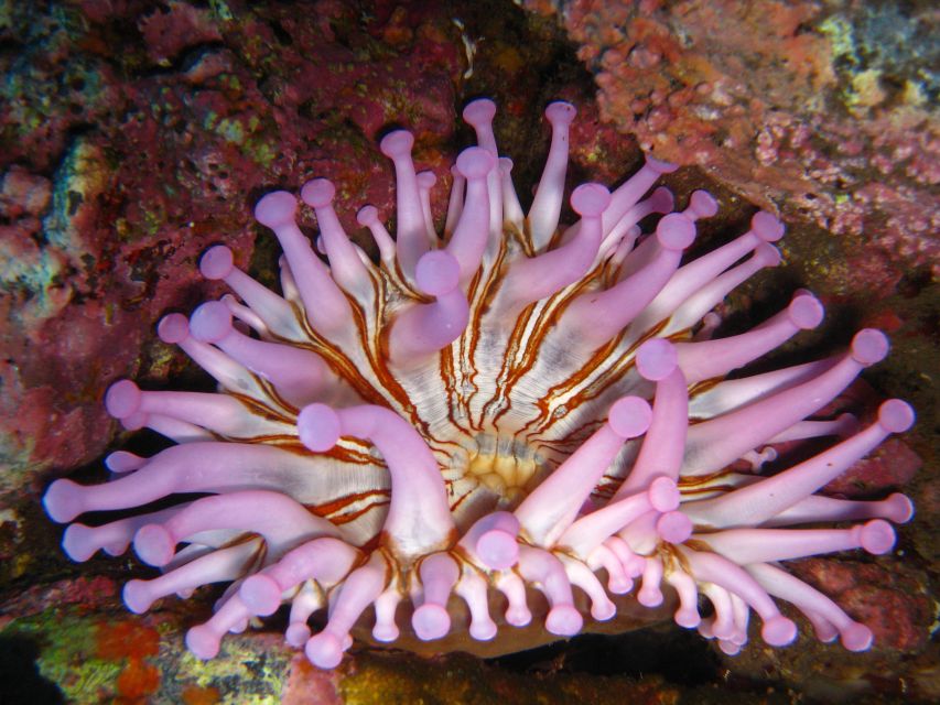 Funchal: Certified Scuba Diving, Guided Tour - Price and Value: Is $33 Good for a Certified Underwater Session?