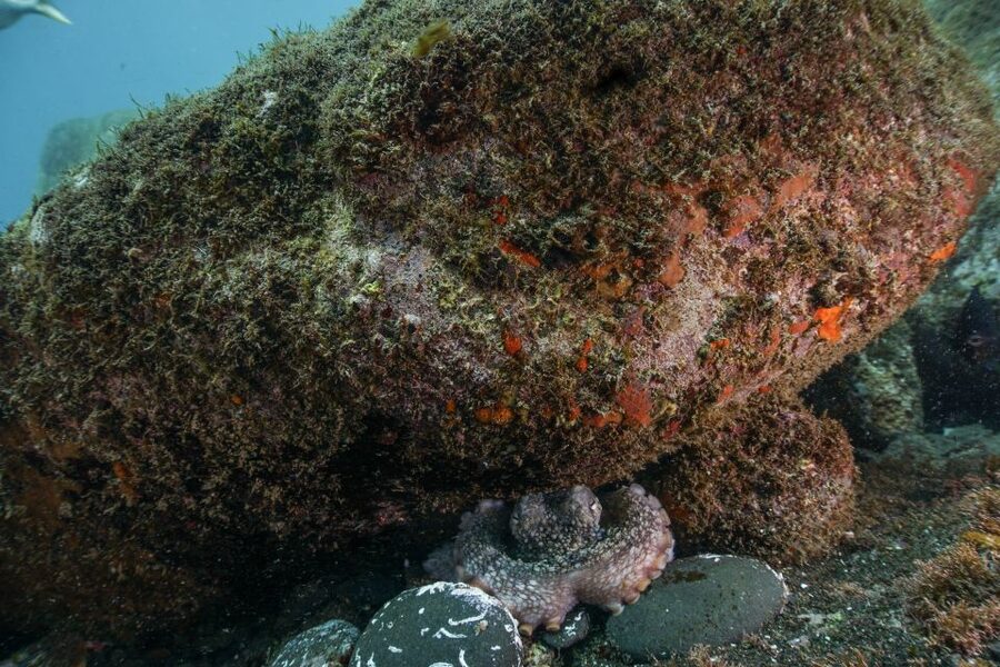 Funchal: Certified Scuba Diving, Guided Tour - What You Need to Bring (and What You Can Rent)