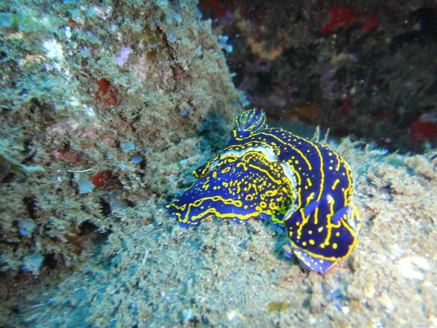 Funchal: Certified Scuba Diving, Guided Tour - The Underwater Plan: Eco Park Funchal, House-Reef Style Wildlife, and Photo-Friendly Exploration
