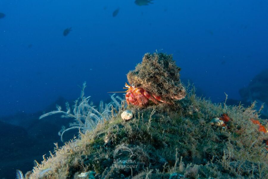 Funchal: Certified Scuba Diving, Guided Tour - UW-Scooter Time: Fun Movement for Better Control