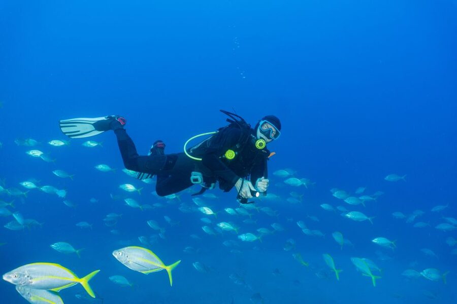 Funchal: Certified Scuba Diving, Guided Tour - What the Hour Feels Like: Relaxed Entry, Guided Watching, and a Real Sense of Confidence