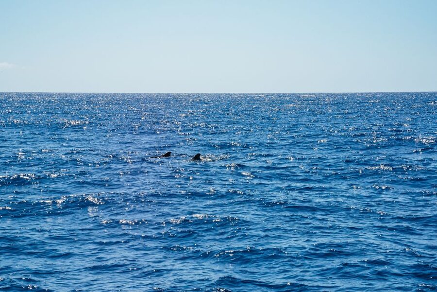 Funchal: Dolphin and Whale Watching by Luxury Catamaran - Funchal bay scanning: what you can realistically spot