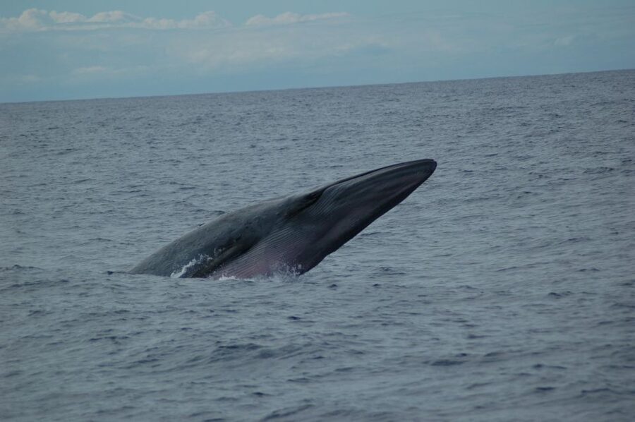 Funchal: Dolphin and Whale Watching Catamaran Cruise - Key highlights at a glance