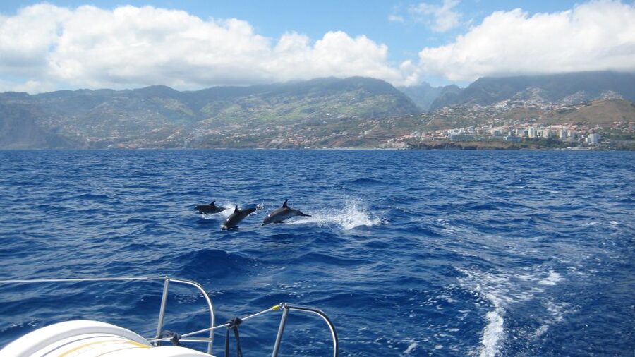 Funchal: Dolphin and Whale Watching Catamaran Cruise - Wildlife spotting: what you’re actually trying to see out there
