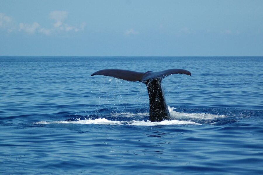 Funchal: Dolphin and Whale Watching Catamaran Cruise - Cabo Girão: the sea-view payoff and the swim stop in the right season