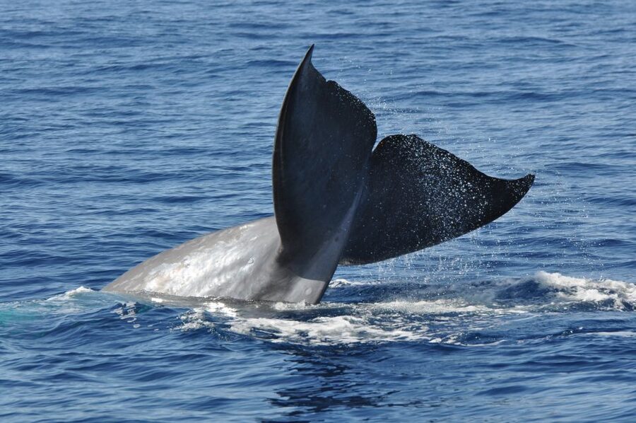 Funchal: Dolphin and Whale Watching Catamaran Cruise - Onboard bar and what you should plan for meals and drinks