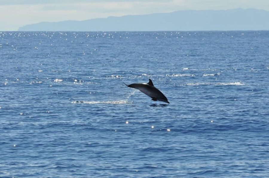 Funchal: Dolphin and Whale Watching Catamaran Cruise - Price value at about $41 for a 3-hour wildlife search