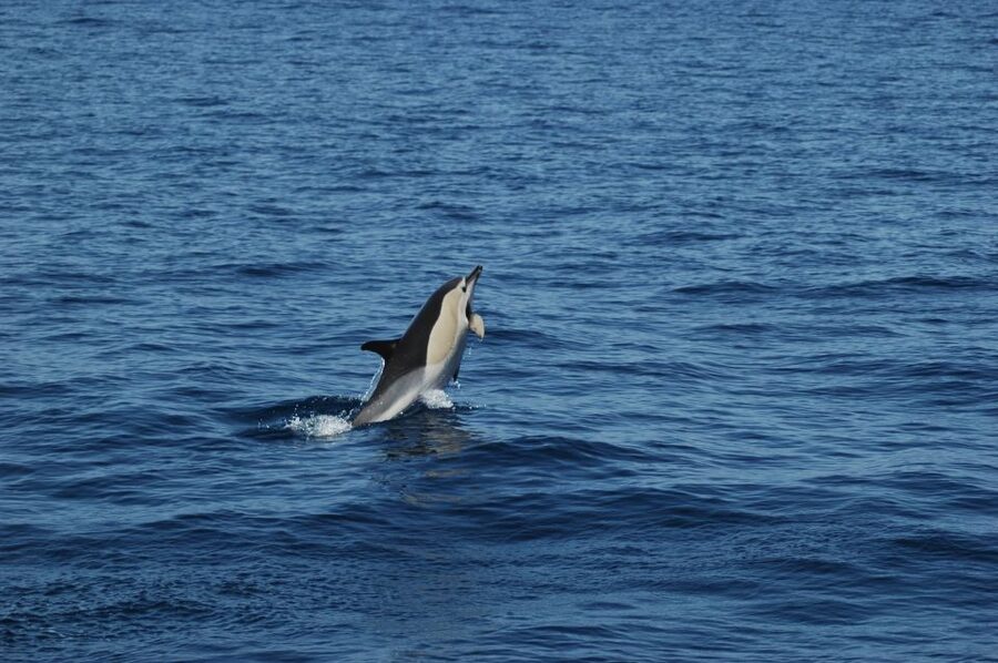 Funchal: Dolphin and Whale Watching Catamaran Cruise - Board the Seaborn catamaran: comfort, layout, and how to choose your spot