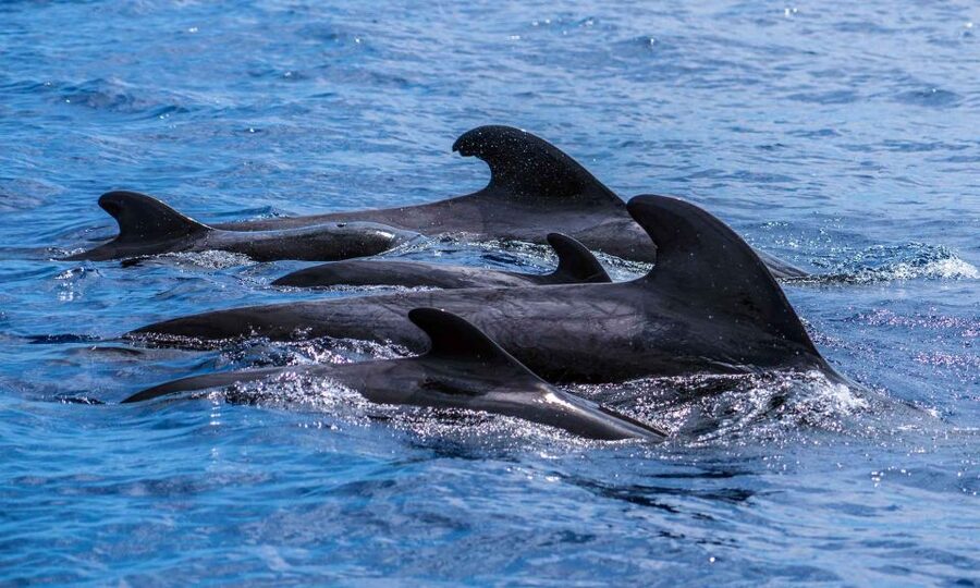 Funchal: Dolphin and Whale Watching Cruise - Who This Cruise Suits, and Who Should Skip It