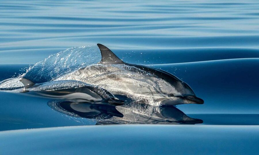 Funchal: Dolphin and Whale Watching Cruise - How They Find Cetaceans: Spotters, Binoculars, and Fast Direction Changes