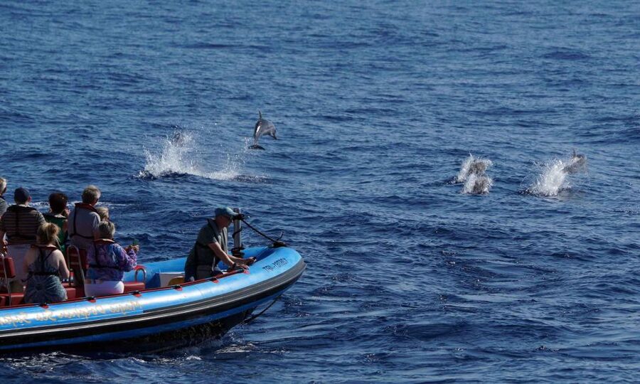 Funchal: Dolphin and Whale Watching Cruise - What You Can See in Madeira Waters: Dolphins, Whales, Turtles, and Birds