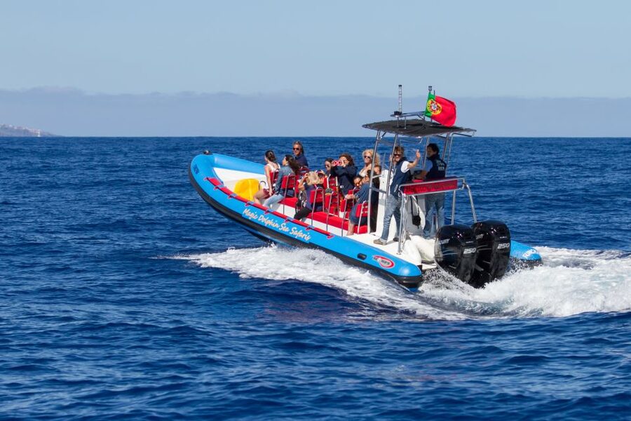 Funchal: Dolphin and Whale Watching Cruise - The 2-Hour Flow: From First Sightings to a Smart Return