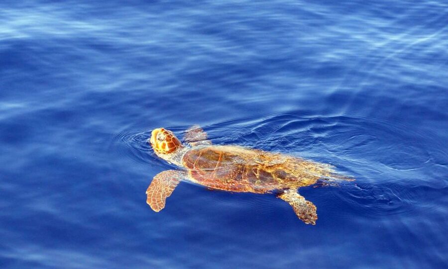 Funchal: Dolphin and Whale Watching Cruise - Comfort, Safety, and Wildlife Etiquette on a Close-Range Boat