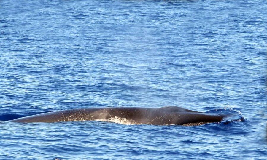 Funchal: Dolphin and Whale Watching Cruise - What to Wear and Bring, Since You Will Get Wet