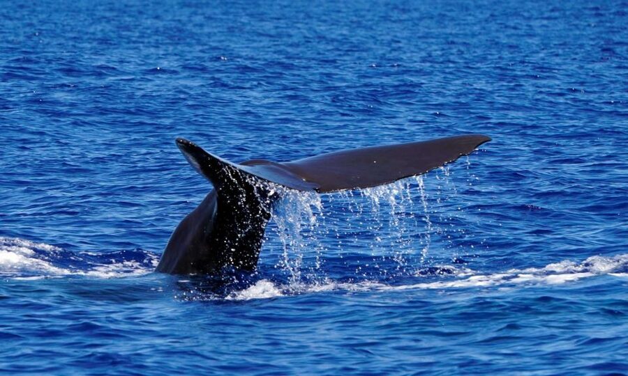 Funchal: Dolphin and Whale Watching Cruise - Price and Value: Is $58 a Good Deal in Funchal?