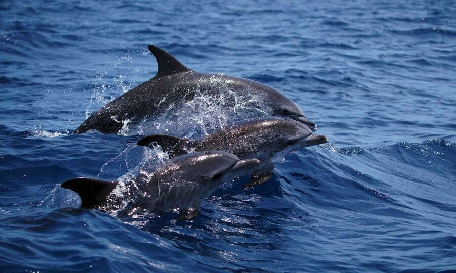 Funchal: Dolphin and Whale Watching Cruise - Sea Safari Speedboat: Rebuilt for Distance and 360° Views