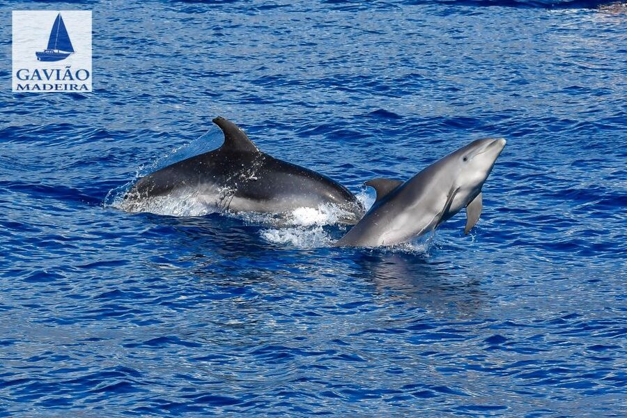 Funchal: Dolphin and Whale Watching Sailing Trip - Who this tour suits best