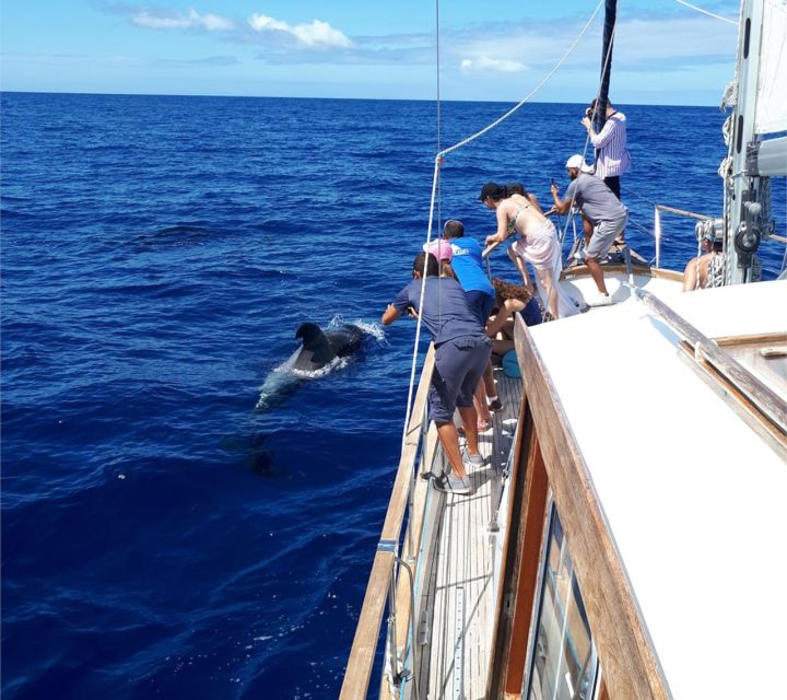 Funchal: Dolphin and Whale Watching Sailing Trip - The Cabo Girão swim and snorkel stop you will feel in your body