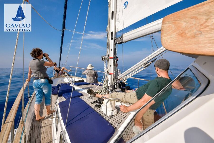 Funchal: Dolphin and Whale Watching Sailing Trip - Drinks on board keep the 3 hours from feeling like a long wait