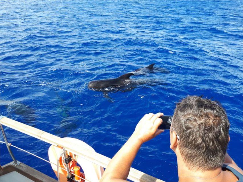 Funchal: Dolphin and Whale Watching Sailing Trip - How likely are dolphins and whales, really?